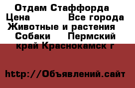 Отдам Стаффорда › Цена ­ 2 000 - Все города Животные и растения » Собаки   . Пермский край,Краснокамск г.